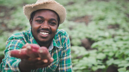 African farmer man showing fresh sweet potato at organic farm.Agriculture or cultivation concept