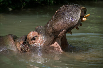 Portrait of hippopotamus in the water with open mouth