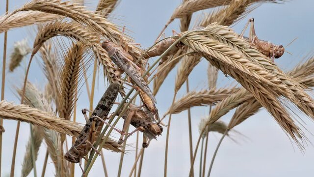 mehrere wanderheuschrecken krabbeln auf getreide, hintergrund himmel, mehrere szenen, schistocerca gregaria, 50 fps