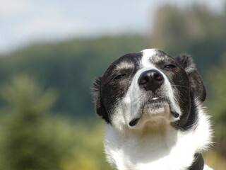 Hund mit Sonne im Gesicht
