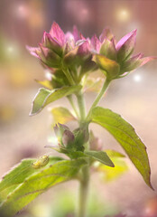 close up of a pink flower