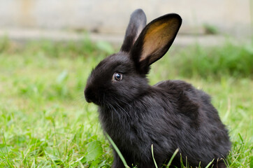 Little cute black rabbit sits in green grass. Domestic rabbit breeding in the wild, selective focus