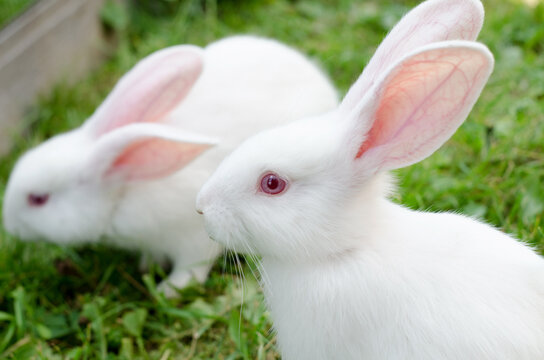 Rabbit white small 2 months old, breed giant sidin in a corral on green grass. Natural landscape, selective focus