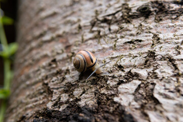 Snail climbing on a tree. Little yellow snail on a tree bark. Blurry background.