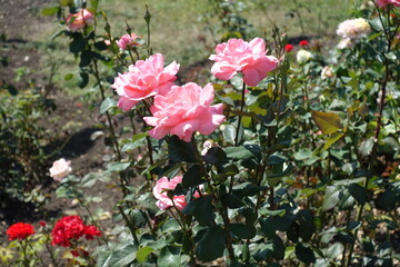 Three pink flowers of garden roses in July