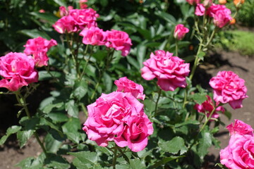 Vivid pink flowers of rose in June