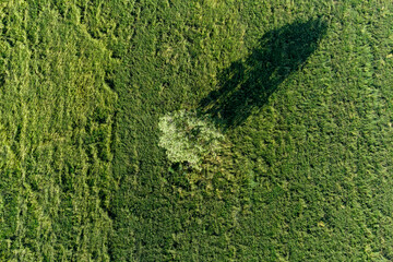 Aerial view of a lonely tree casting a long shadow in the middle of a green field