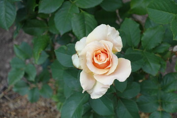 Top view of beige flower of rose in July