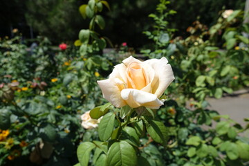 Upright branch of rose with beige flower in July