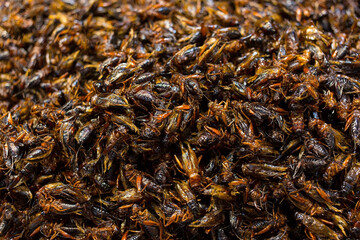 House cricket insects deep fried , rich of protein, insect world food concept