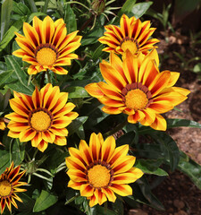 Gazania 