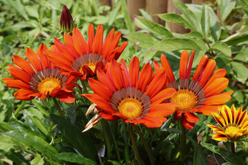 Gazania 