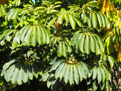 Planta de Cheflera con hojas verdes recibiendo la luz del sol