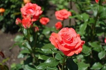 Salmon pink flowers of roses in June
