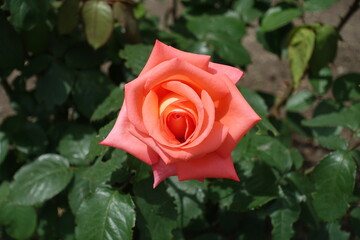 Single salmon pink flower of rose in May