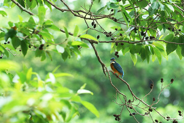 夏の緑の中で枝にとまるカワセミ