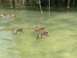 young wild ducks floating in the lake looking for food