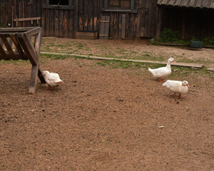 Geese on a farm on a summer day