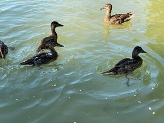 young wild ducks floating in the lake looking for food