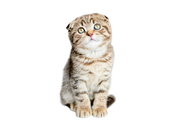 The small cat is isolated on a white background