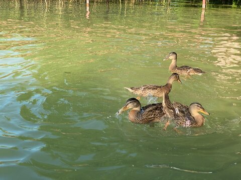 young wild ducks floating in the lake looking for food