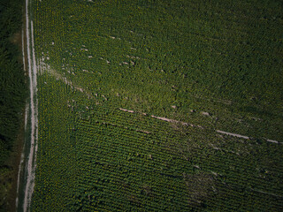 Drone aerial view of A sunny field of sunflowers in glowing yellow light. A bright yellow and fully...