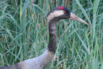 Kranichfamilie im Frühsommer in der Oberlausitz