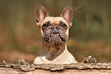 Funny French Bulldog dog with overbite showing teeth looking over fallen tree trunk