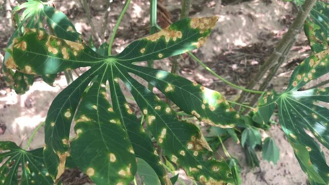 Cassava leaves was damaged by red mite
