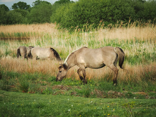 A herd of wild ponies grazing marshland in the afternoon sun, in a nature reserve, Sussex, England © LoretaGema