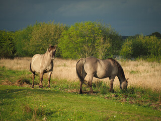 Two wild ponies playing on a grazing marsh in the afternoon sun, in a nature reserve, Sussex, England © LoretaGema