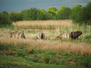 A herd of wild ponies grazing marsh in the afternoon sun, in a nature reserve, Sussex, England © LoretaGema