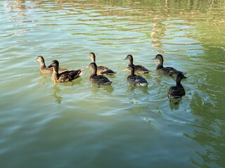 young wild ducks floating in the lake looking for food