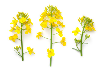 Rapeseed Flowers Isolated Over White Background