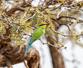 Swallow-tailed Bee-eater