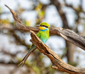 Swallow-tailed Bee-eater