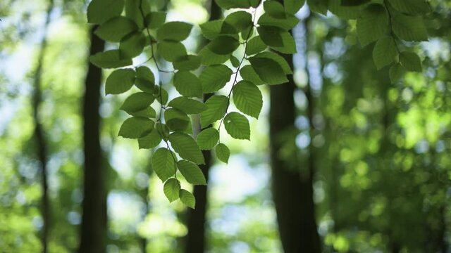 Closeup nature view of green beech leaf on spring twigs