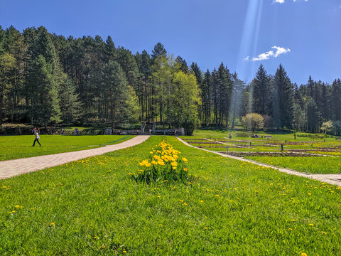 People walk in the large Kislovodsk National Park. People admire the bright May greenery and blooming yellow tulips against the blue sky.
