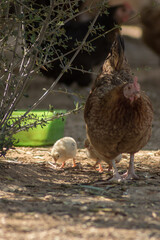 Chicks with the mother released in a country house