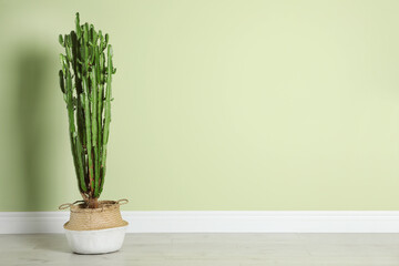 Beautiful cactus near green wall, space for text. Tropical plant