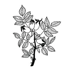 Rosehip plant. Vector stock illustration eps10. Hand drawing, isolate on a white background, outline. 