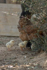 Chicks with the mother released in a country house