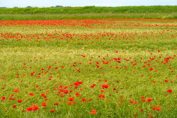 Rural landscape in Pavia province between Ticino and Po rivers. Poppies