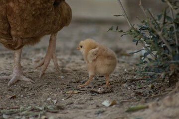 Chicks with the mother released in a country house