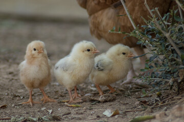 Chicks with the mother released in a country house