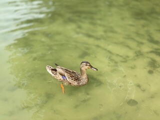 young wild ducks floating in the lake looking for food