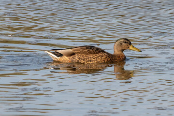 Female mallard or wild duck (Anas platyrhynchos) swimming in the Nature Reserve Marismas del Odiel, Huelva, Andalusia, Spain