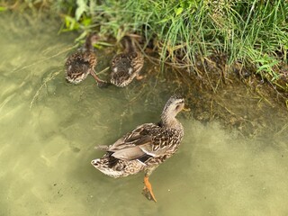 young wild ducks floating in the lake looking for food