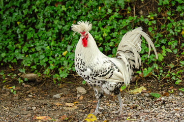 Appenzeller Haubenhuhn im Tierpark