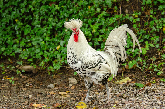 Appenzeller Haubenhuhn im Tierpark